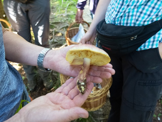 Aha: Der Purpurfilzige Holzritterling