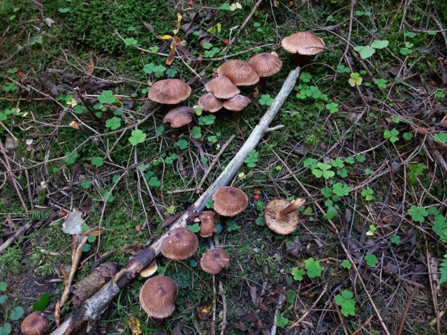 Bärtige Ritterlinge