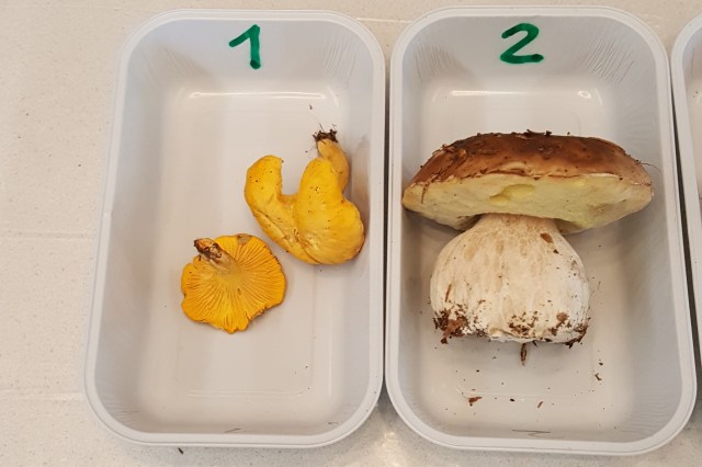 Pilztest für alle 1