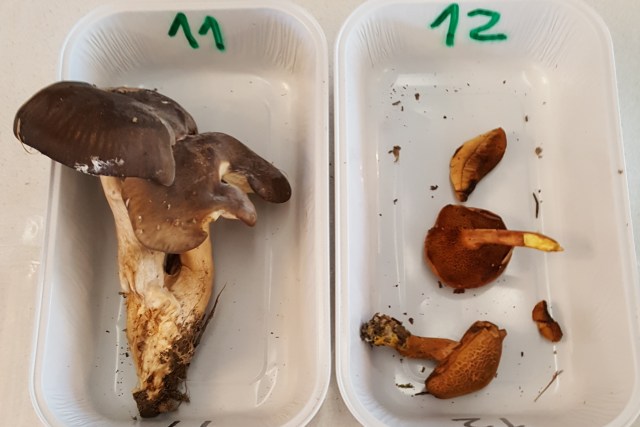 Pilztest für alle 5