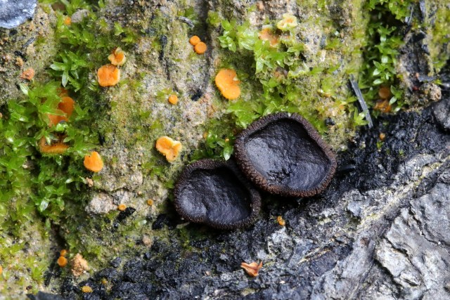 Auf einer Brandstelle gefunden