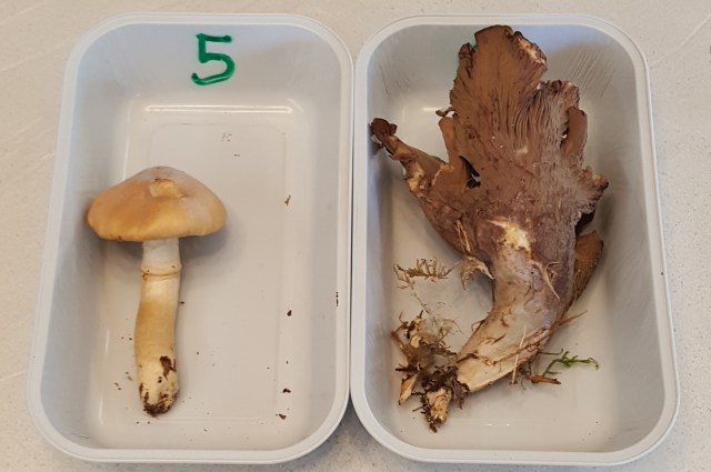 Pilztest für alle 3