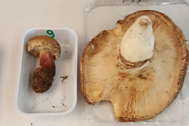 Pilztest für alle 4