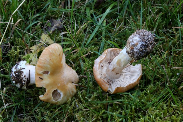 Ein Haarschleierling aus der Untergattung der Klumpfüsse/Schleimköpfe: