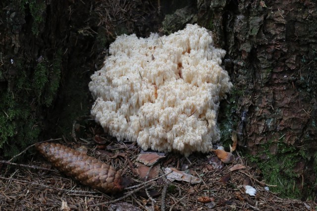Der Ästige Stachelbart, Hericium coralloides